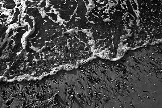 V more u balaklavy nashli delfina so stjanutymi leskoj kljuvom i hvostom 6e4a06c.jpg