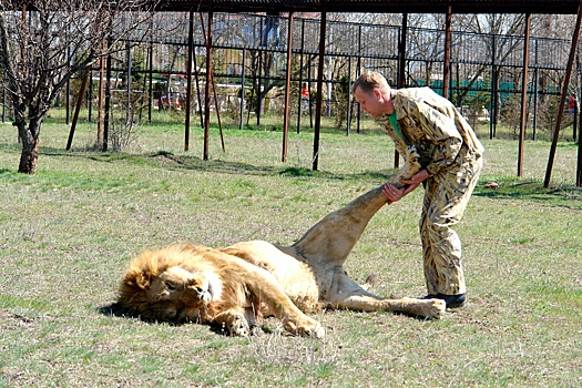 Glava safari parka tajgan zubkov rasskazal kak planiruet zashhishhatsja ot lvov 59384ea.jpg