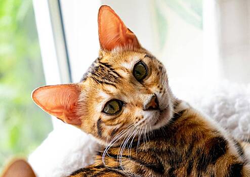 Iz semi rossijskogo gubernatora sbezhala koshka 408f13e.jpg