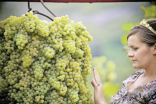 Pogoda mozhet povlijat na urozhaj belyh sortov vinograda v krymu 5fb1b39.jpg