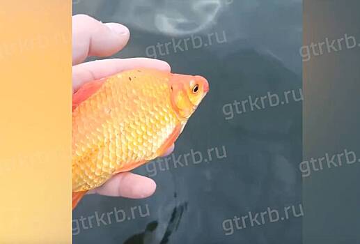 Rossijskij rybak pojmal prinosjashhuju udachu rybu fcd081b.jpg