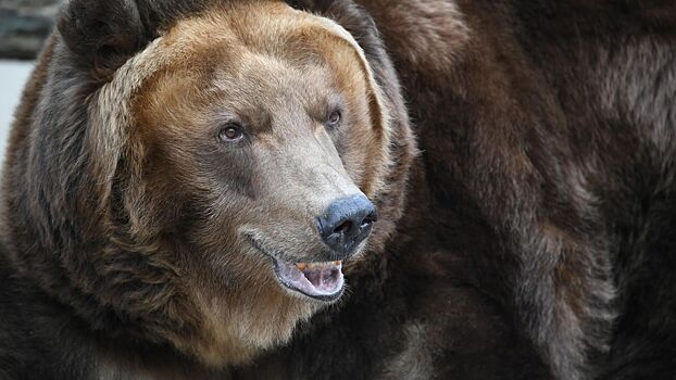 Vlasti sobolevskogo rajona kamchatki iz za medvedej vveli komendantskij chas 90e2652.jpg