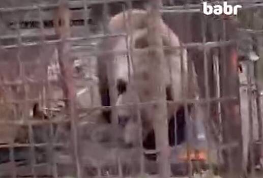 Broshennoj v rossijskom zooparke medvedice mashe nashli novyj dom 1659e3d.jpg