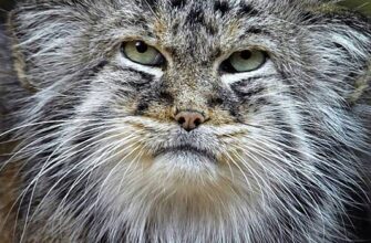 Iz novosibirskogo zooparka ischez odin manul 5036528.jpg