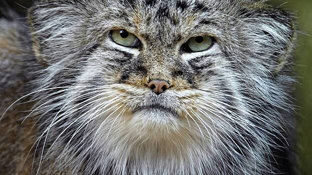 Iz novosibirskogo zooparka ischez odin manul 5036528.jpg