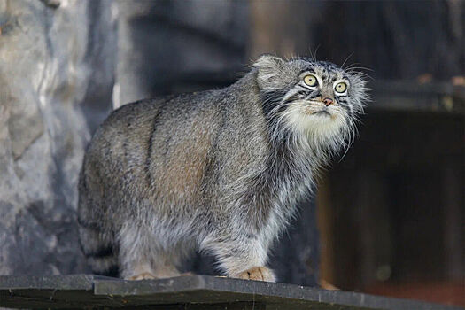Manul timofej stal samym obsuzhdaemym kotom v smi 6493901.jpg